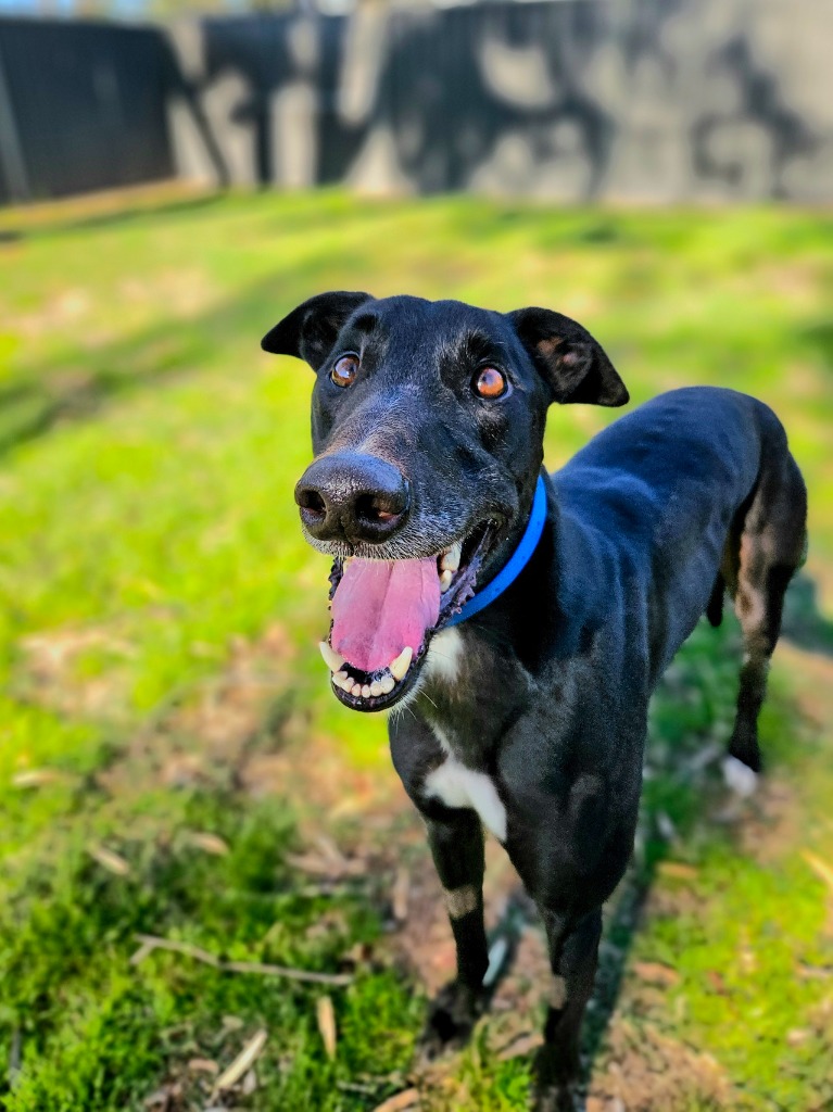 Pluto - Greyhounds as Pets
