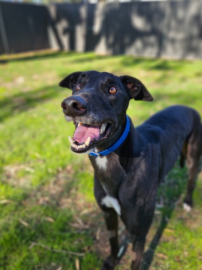 Pluto - Greyhounds as Pets